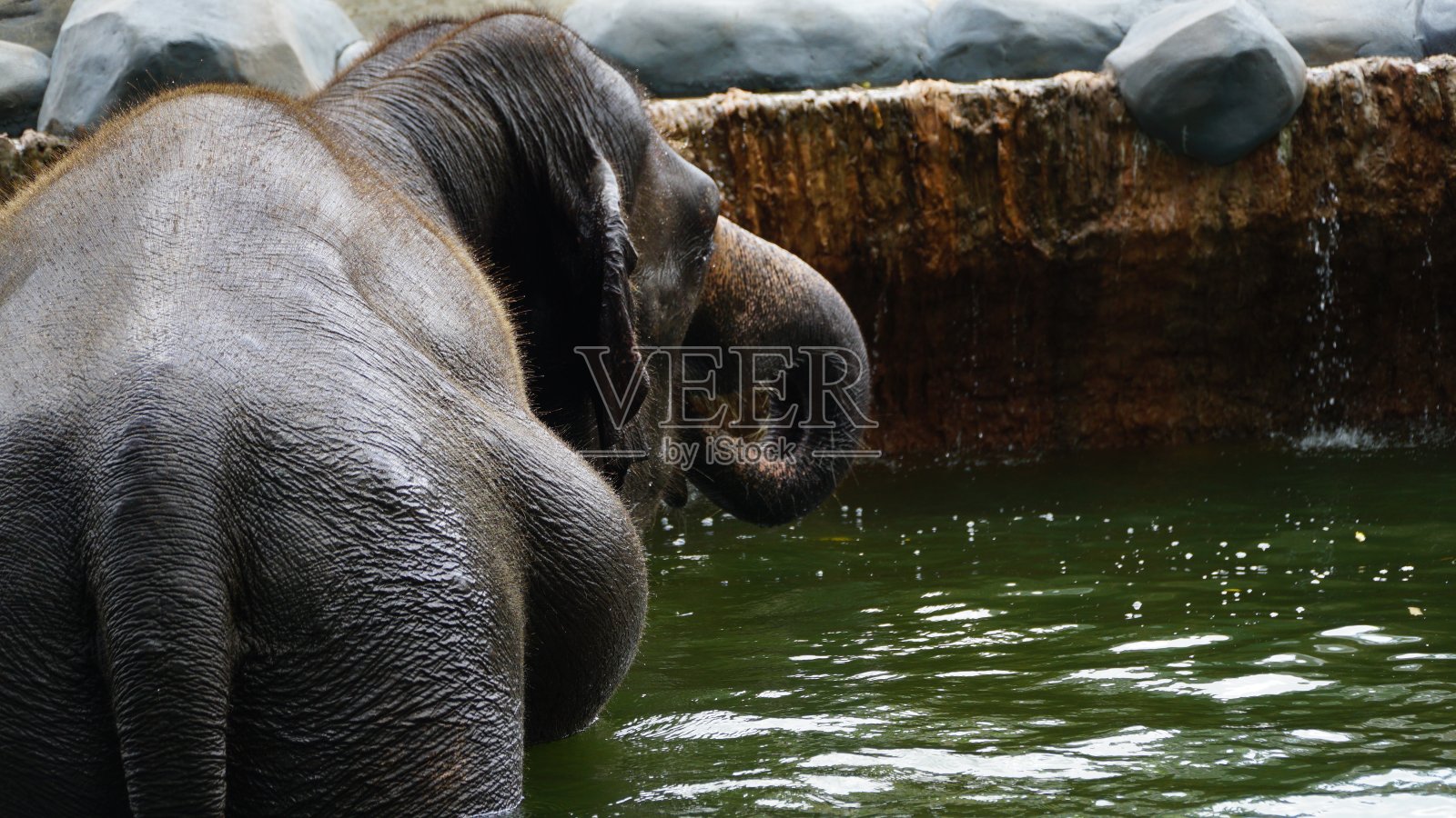 大象在洗澡照片摄影图片