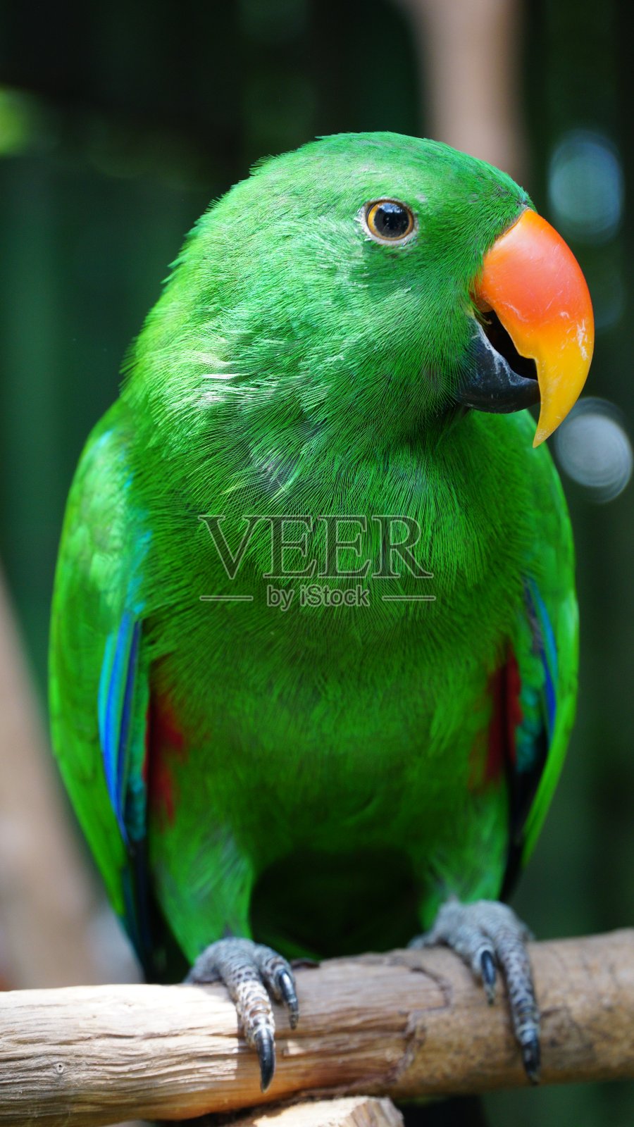 长着橙色喙的绿鹦鹉照片摄影图片