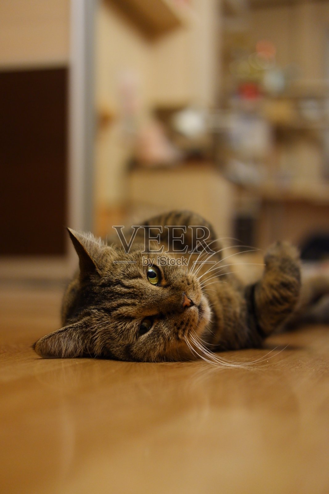 一只棕色条纹的猫正躺在房间的地板上看着镜头照片摄影图片