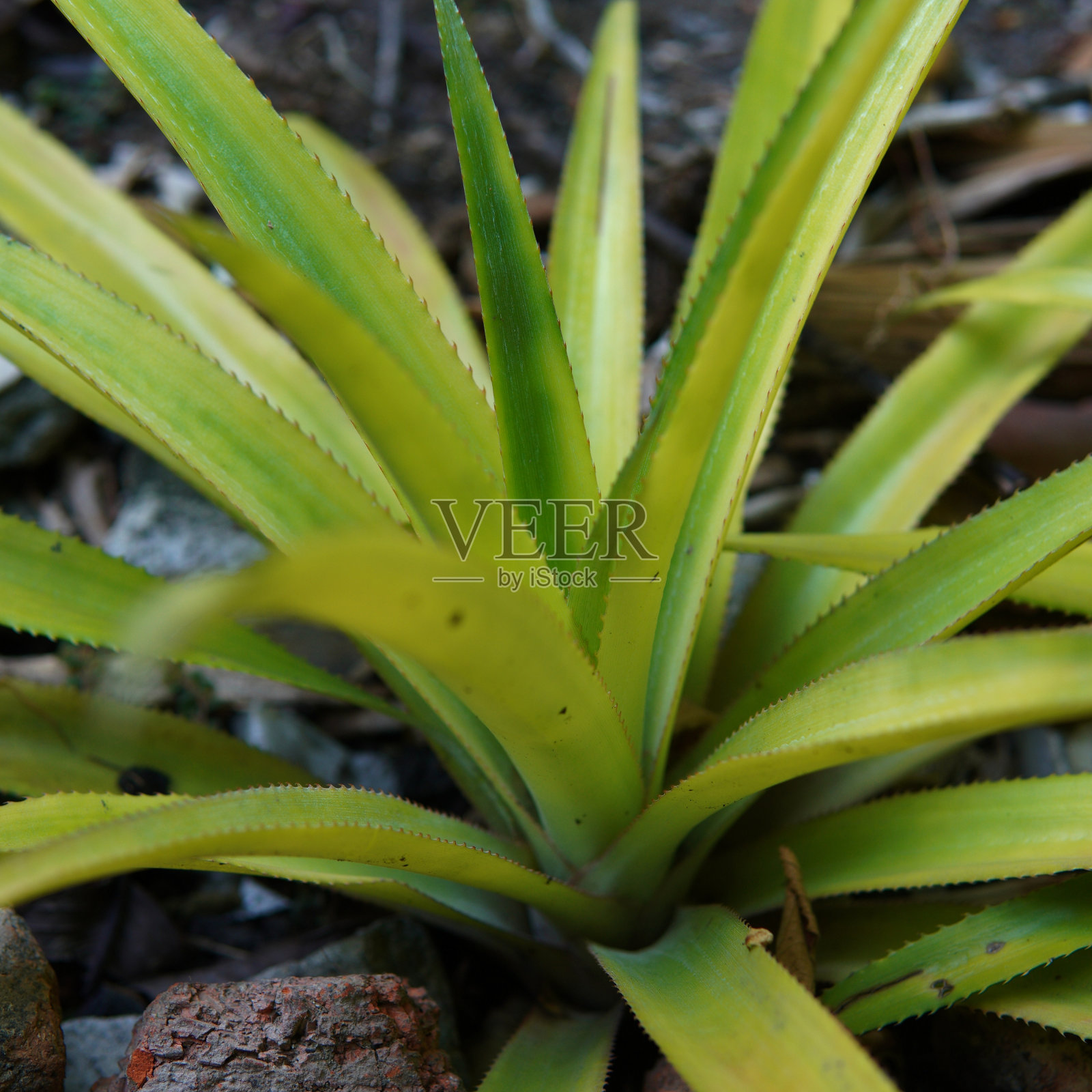 菠萝植物的带刺的绿叶照片摄影图片