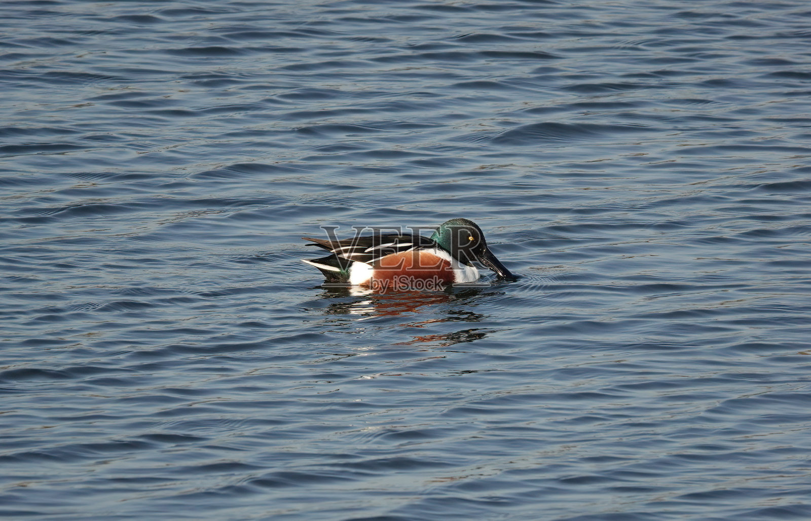 一只孤独的雄性北方铲鸭，spatula clypeata，在湖中游泳。照片摄影图片