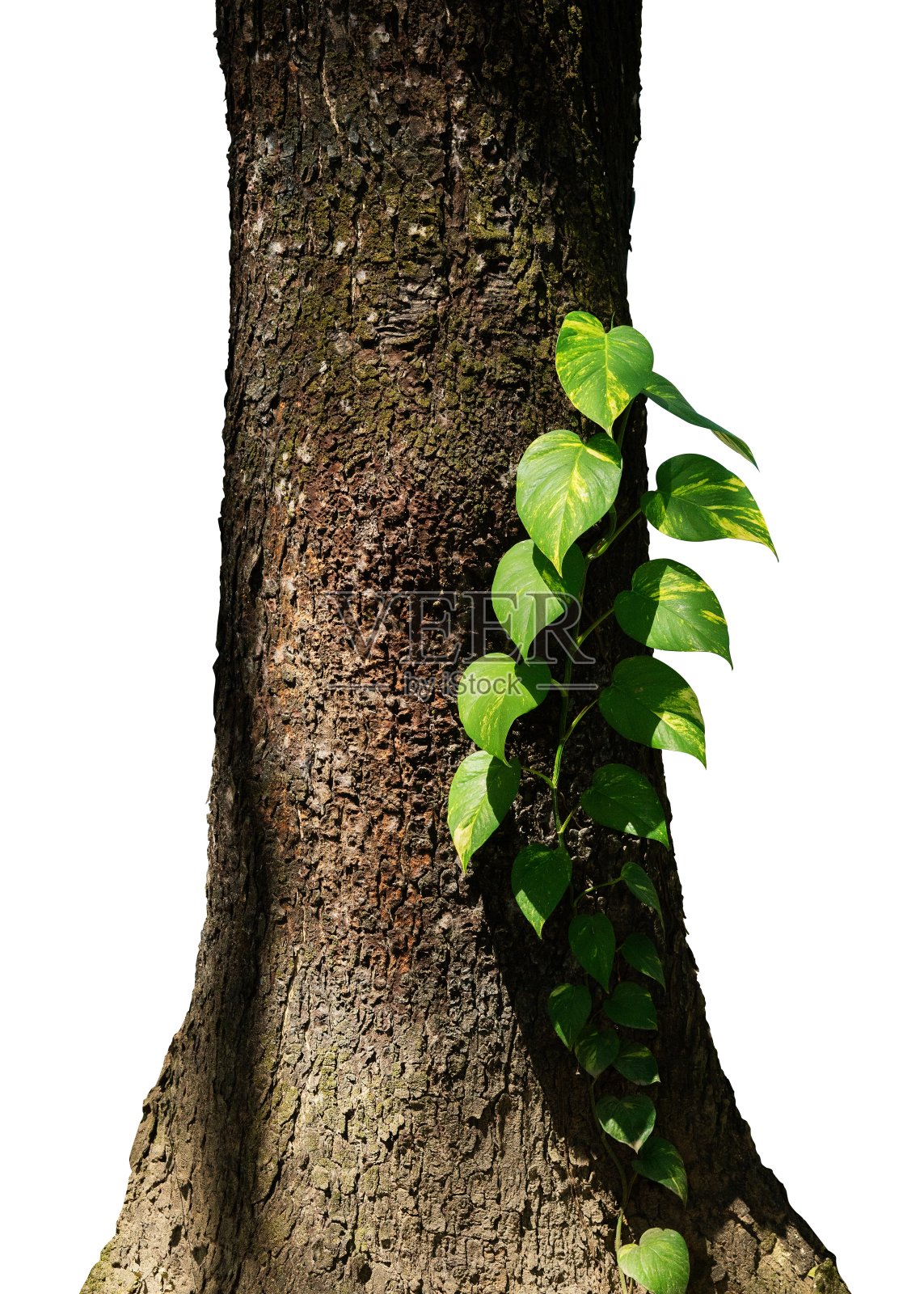 大树干与攀缘植物照片摄影图片