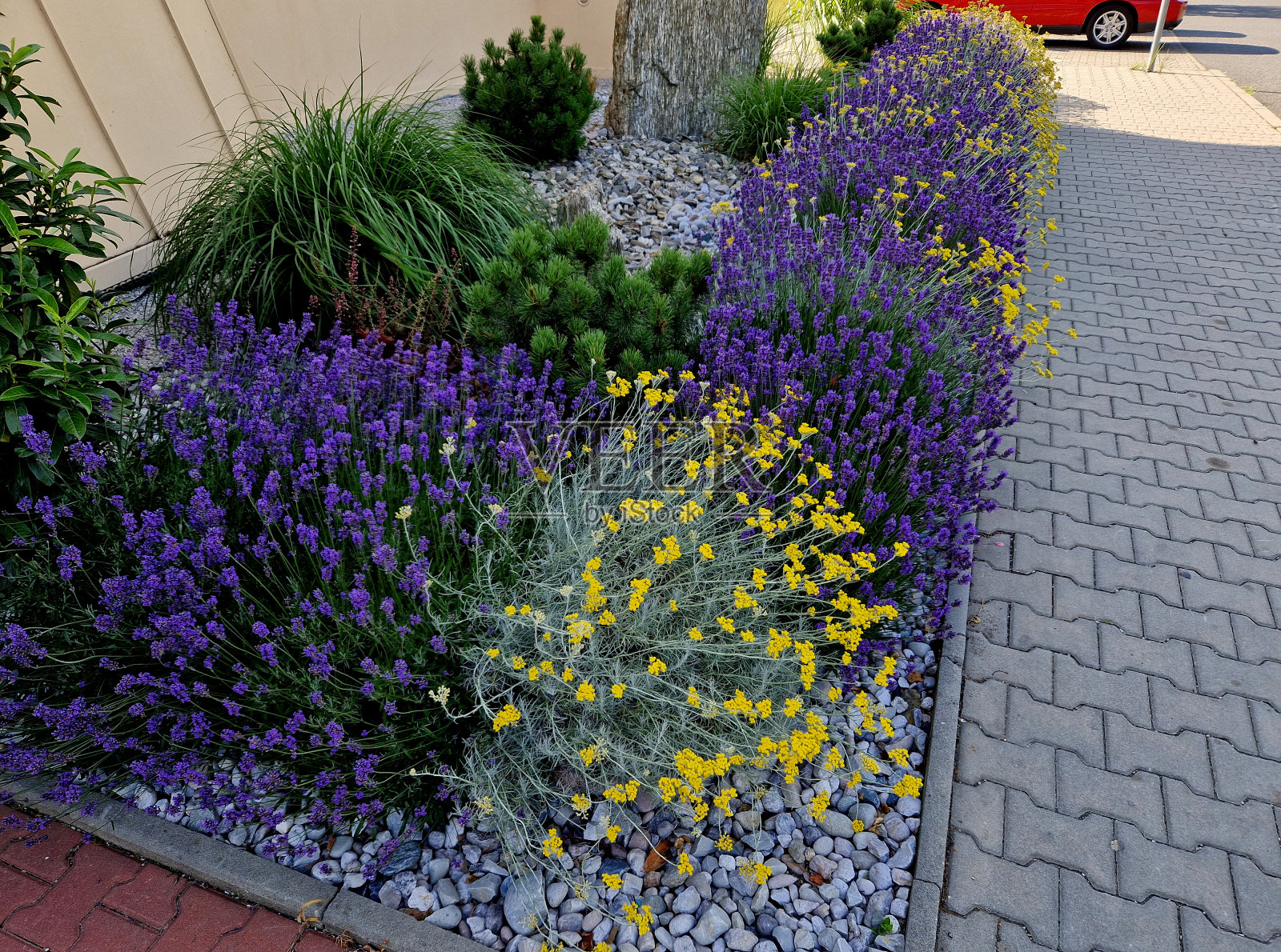 斜坡公园里带楼梯的露台。石挡土墙用轻质石。多年生的蓝色薰衣草和粉红色玫瑰生长在墙的边缘。草坪和砾石小径，小径，步道，城堡照片摄影图片