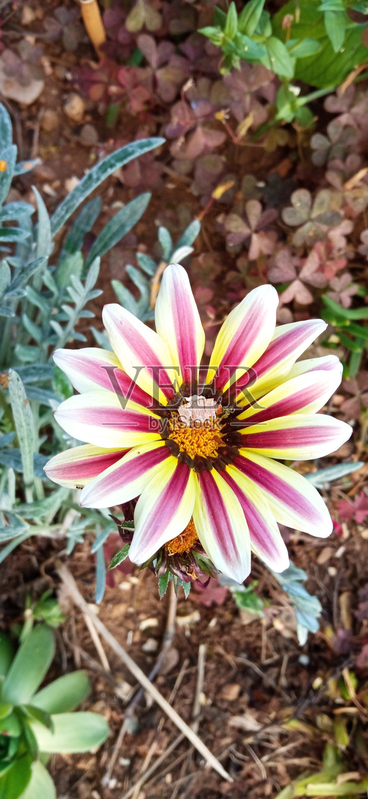 彩色的花照片摄影图片