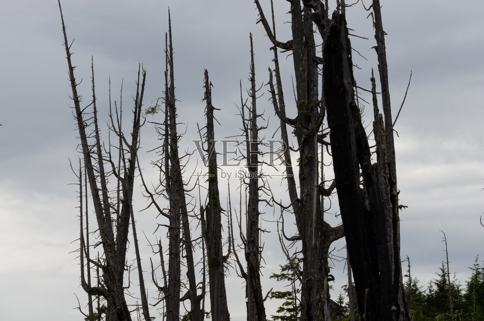 不列颠哥伦比亚省Alert Bay太平洋西北岛屿社区的壮丽树木、海岸和景观照片摄影图片