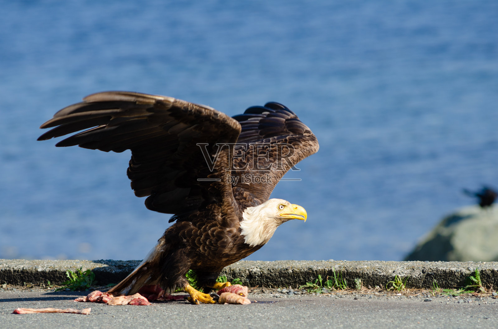北美秃鹰在不列颠哥伦比亚省阿勒特湾西北太平洋岛屿上狩猎和觅食照片摄影图片