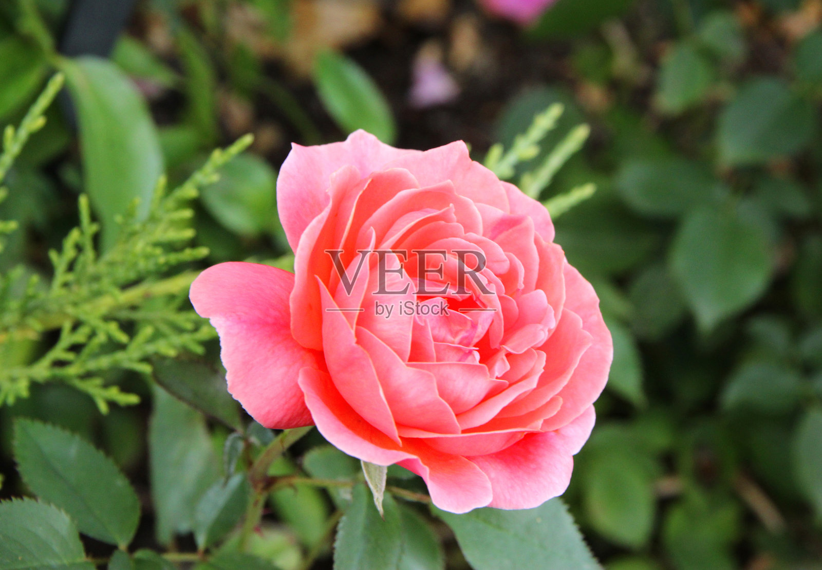 一束玫瑰色的玫瑰孤立在花园里照片摄影图片