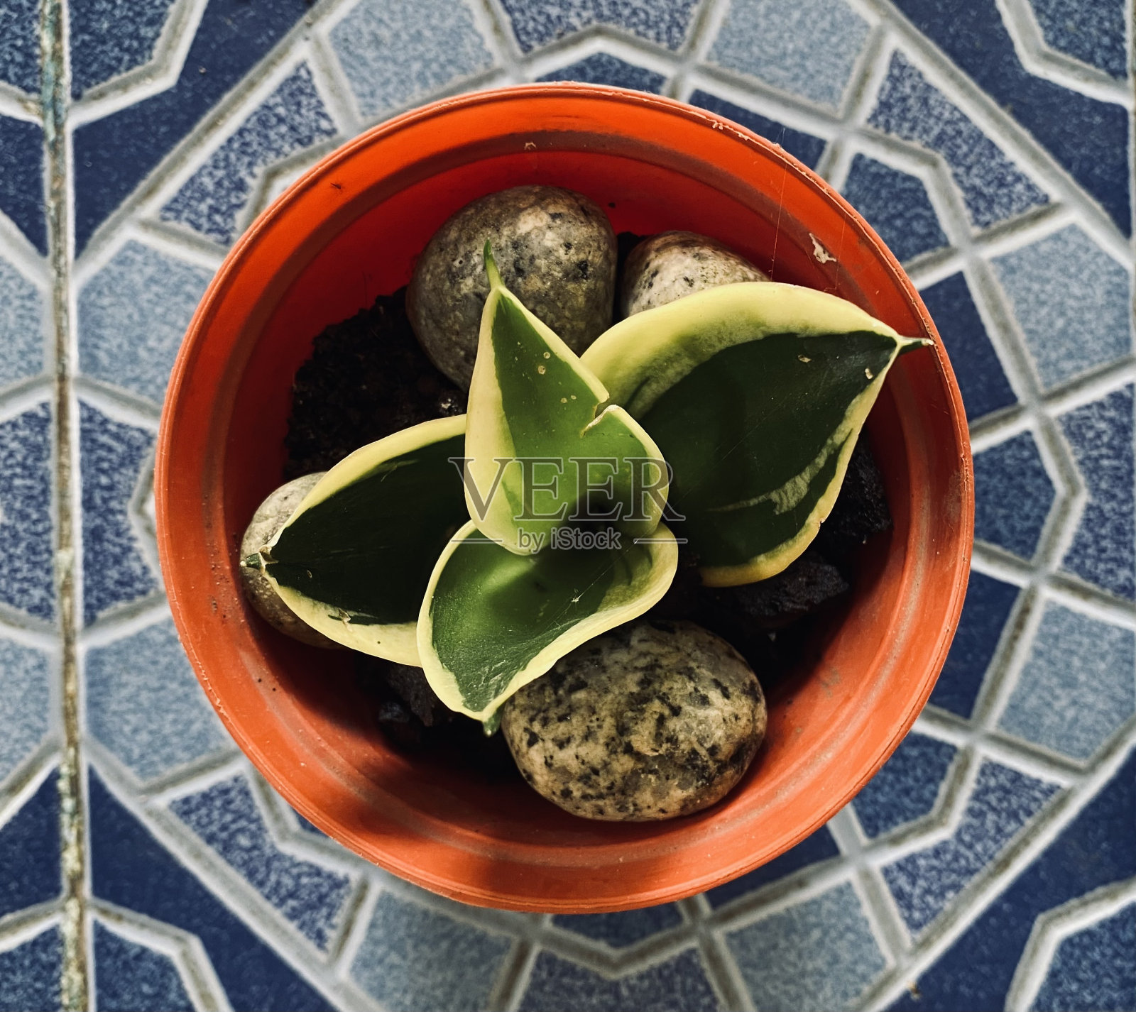 一种非常美丽可爱的观赏植物照片摄影图片