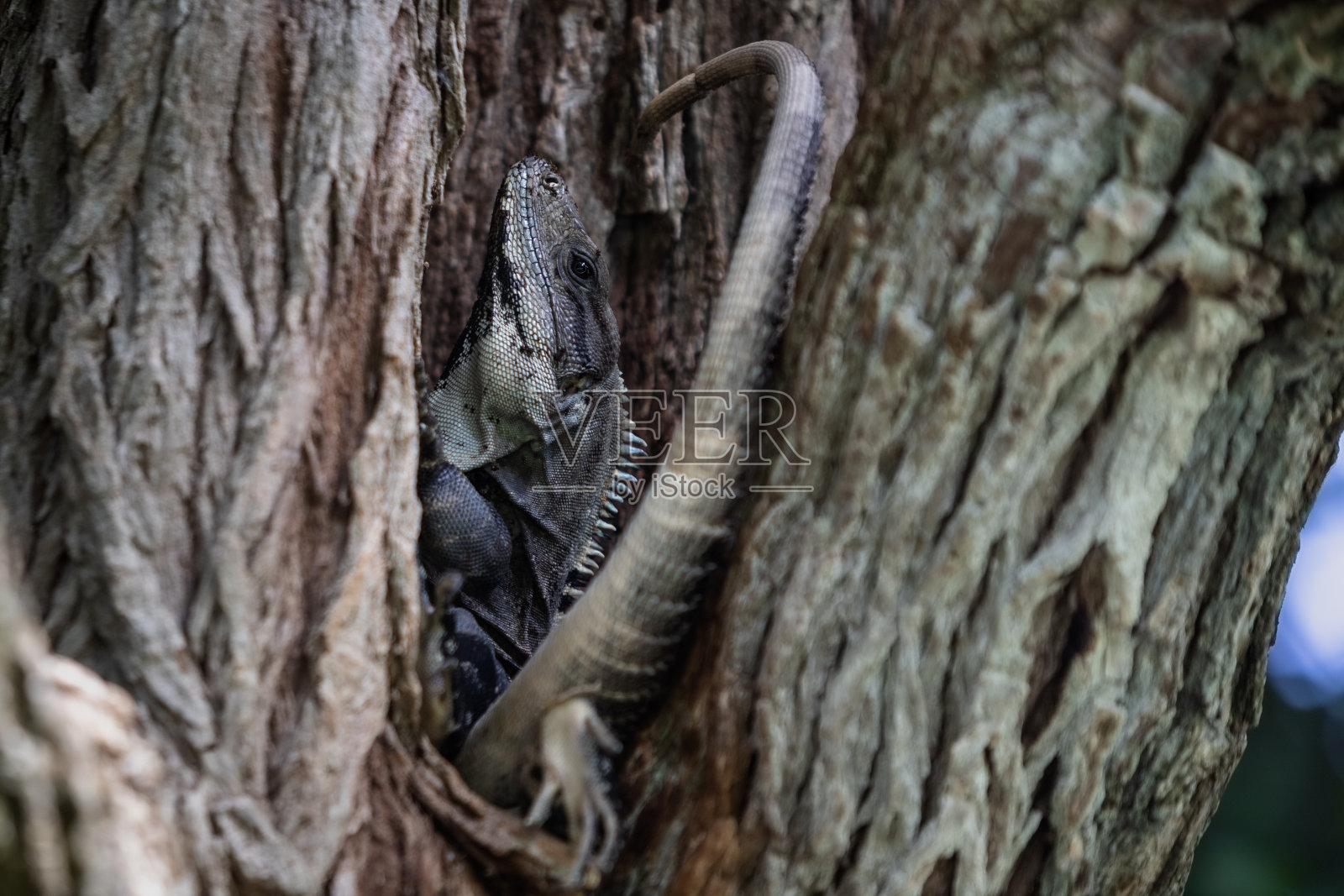 Edzna坎佩切照片摄影图片