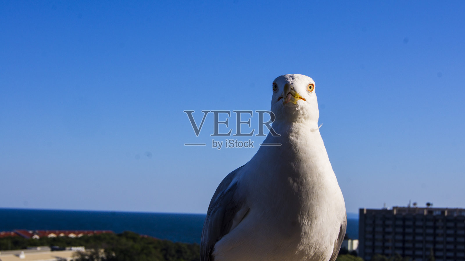 一只海鸥在阳台上照片摄影图片