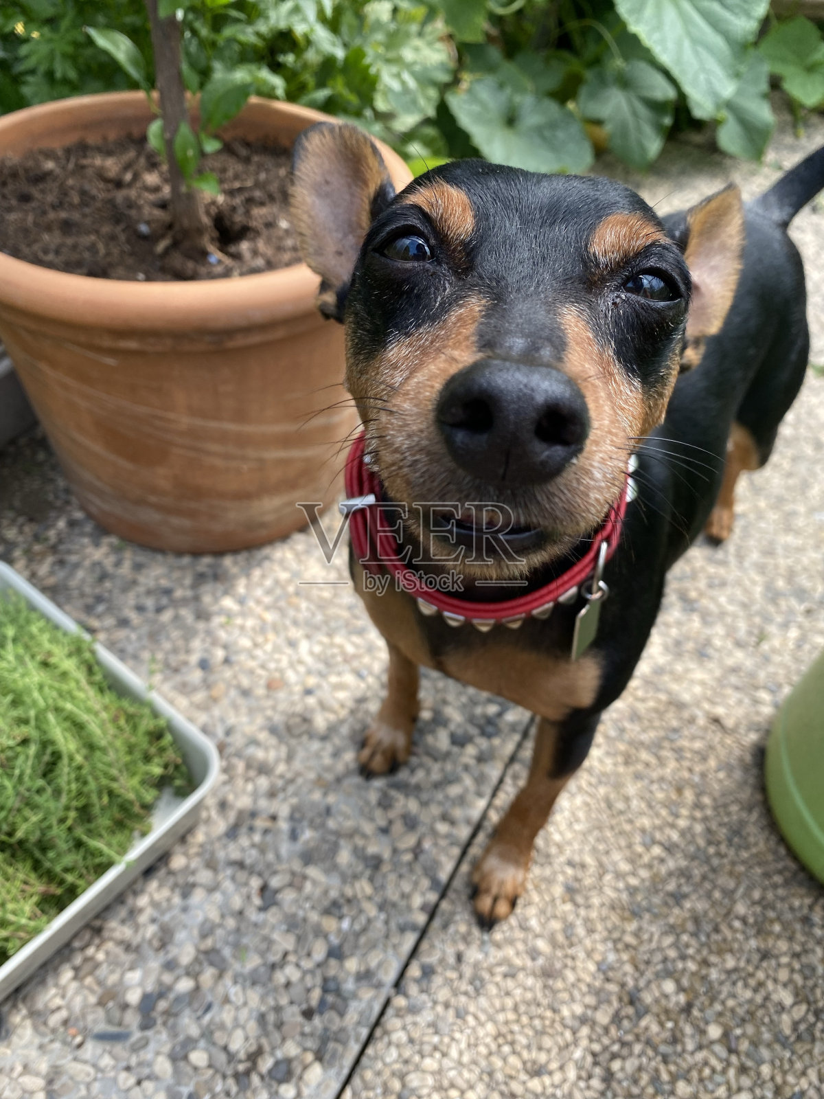 花园里的平舍犬照片摄影图片