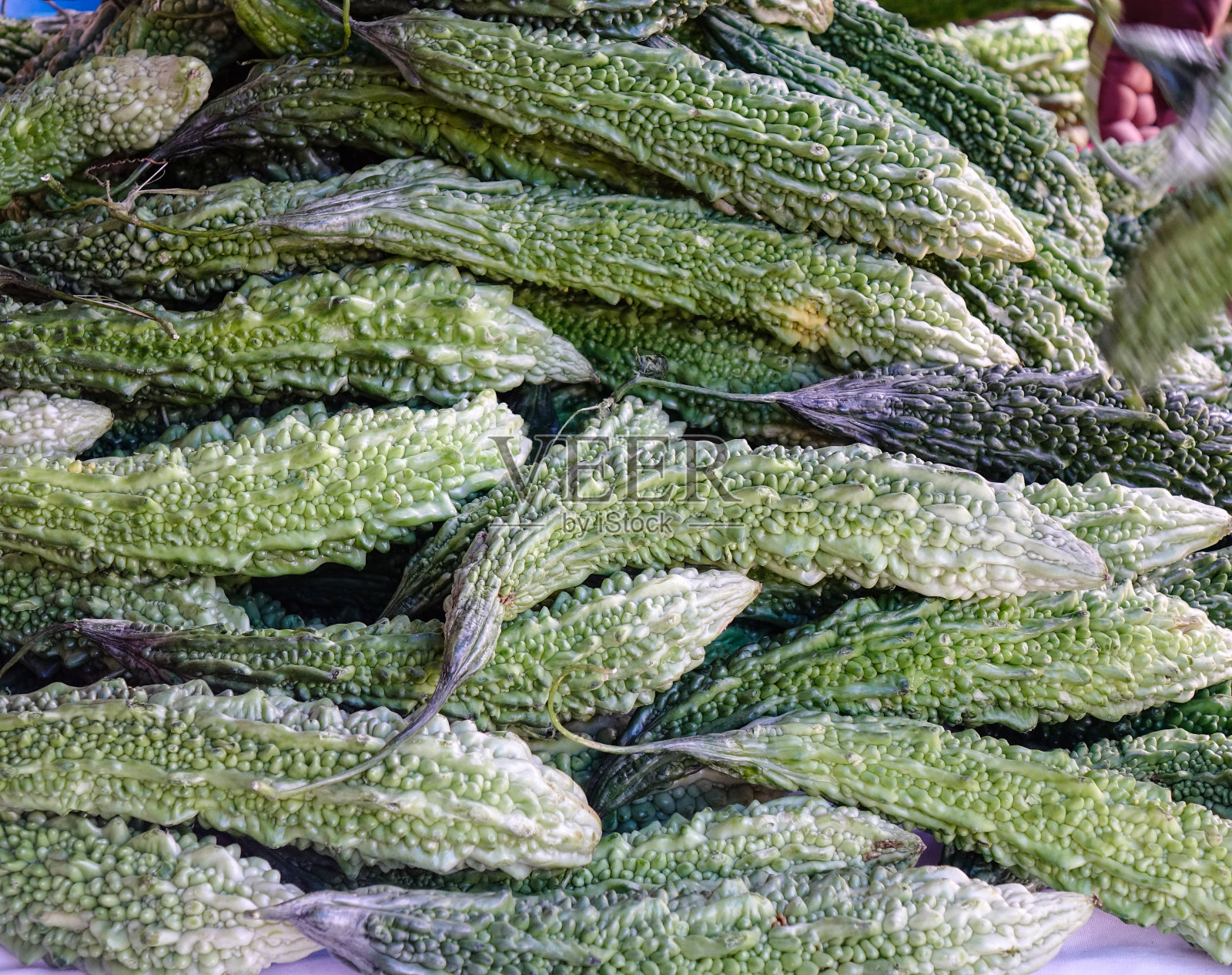 新鲜的绿色苦瓜照片摄影图片