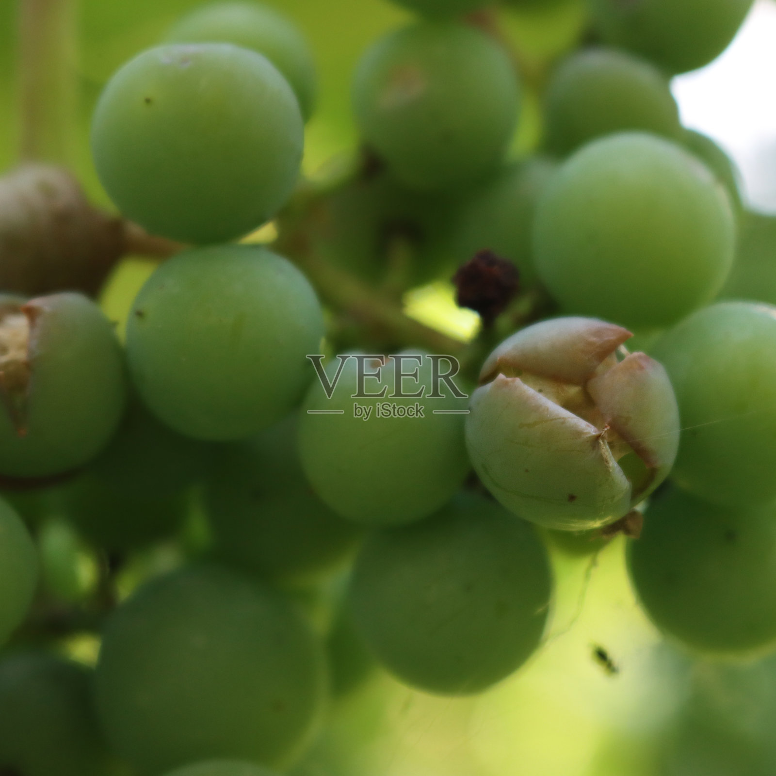 一串被冰雹破坏的葡萄的特写照片摄影图片