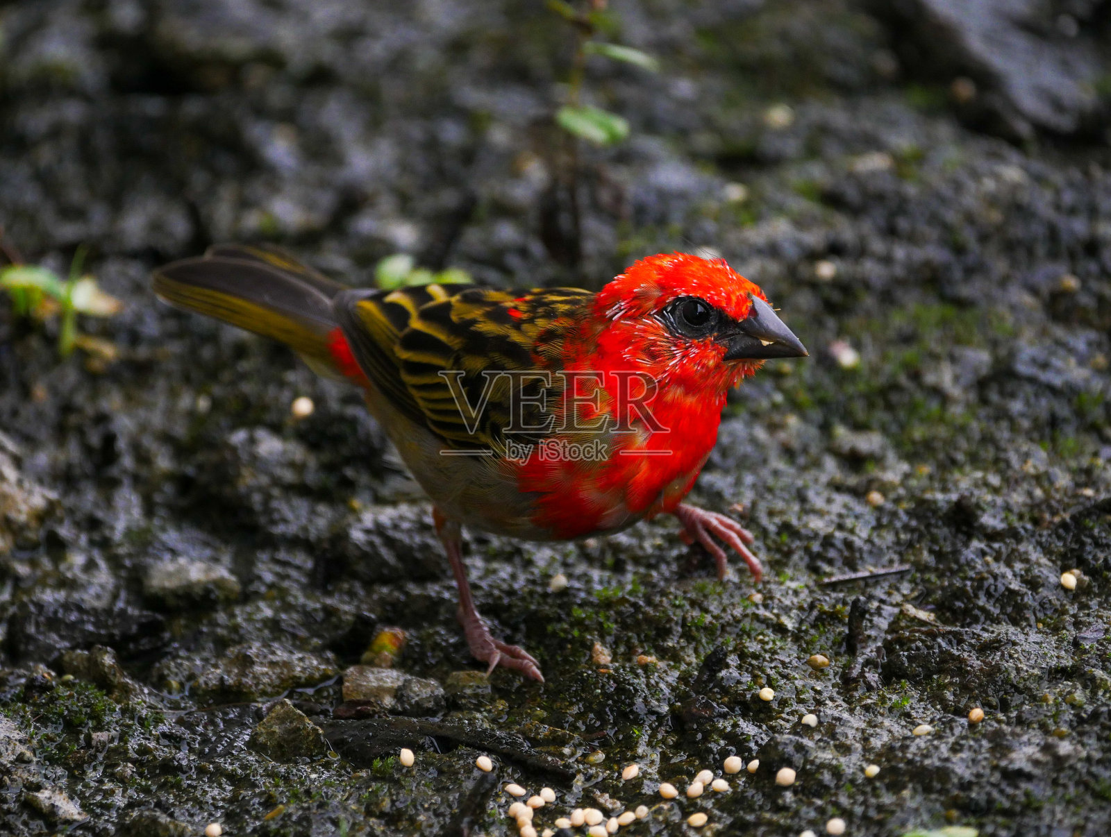 鲜红的小鸟在地上吃谷子照片摄影图片