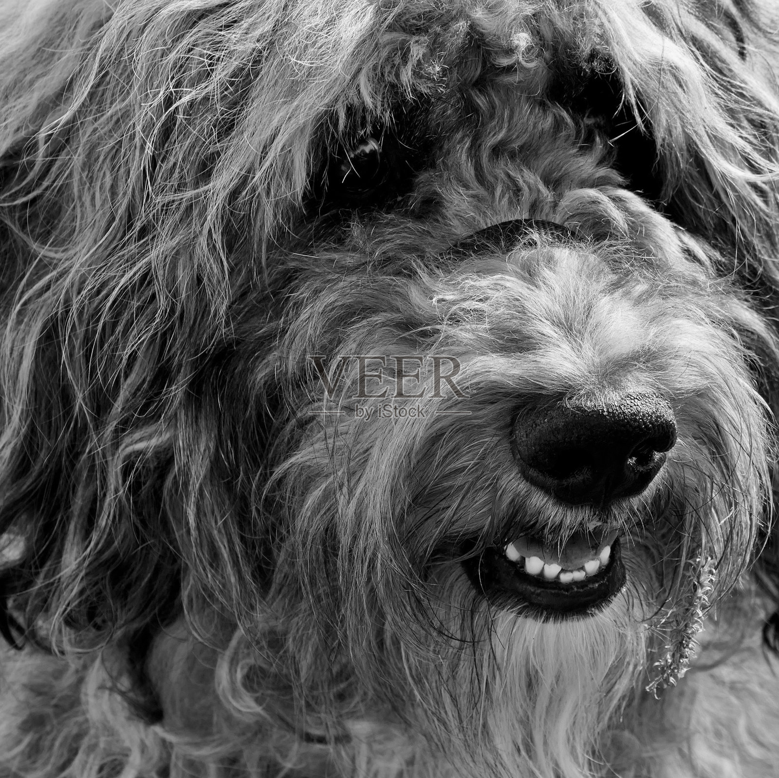 黑白牧羊犬，全画幅狗头照照片摄影图片