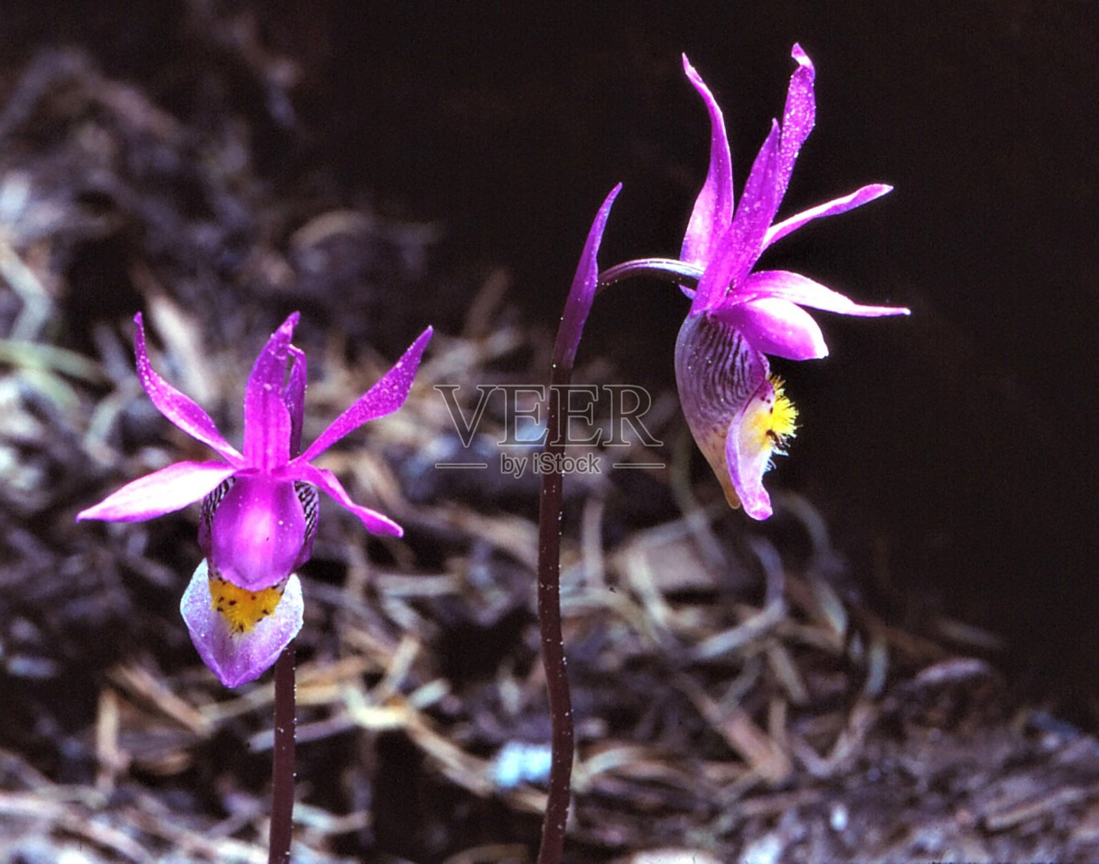 仙女拖鞋-圣伊格纳西奥湖-新墨西哥州照片摄影图片