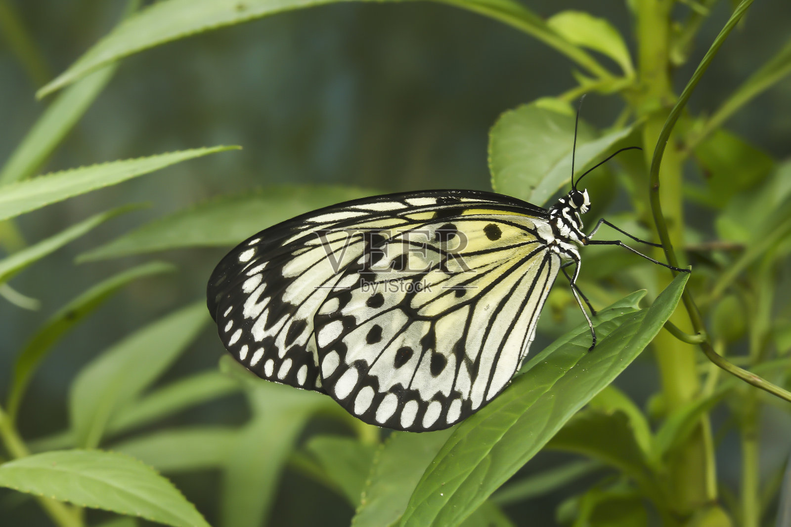 热带蝴蝶，泰国，亚洲(孤雌，西尔维娅)照片摄影图片