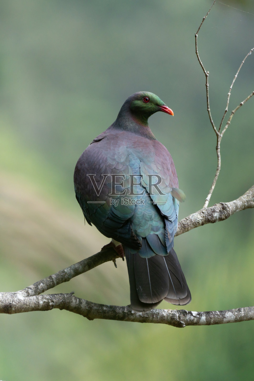 新西兰kereri鸟照片摄影图片