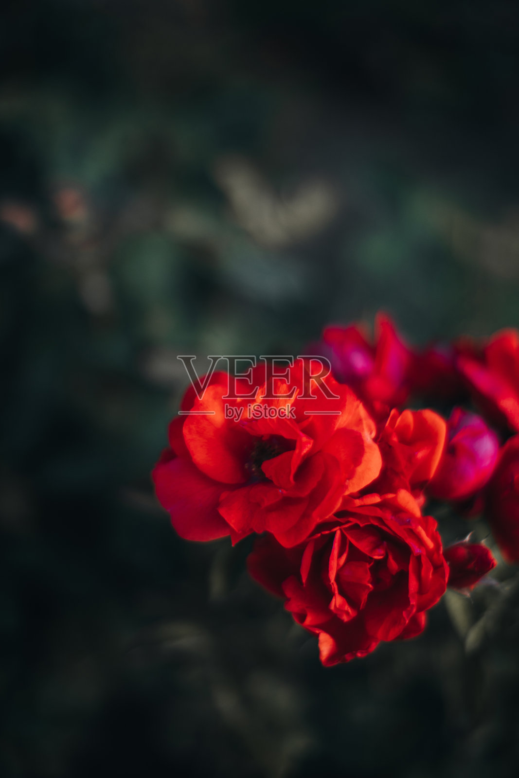 生长在大自然中的野生红玫瑰。开花开花。照片摄影图片