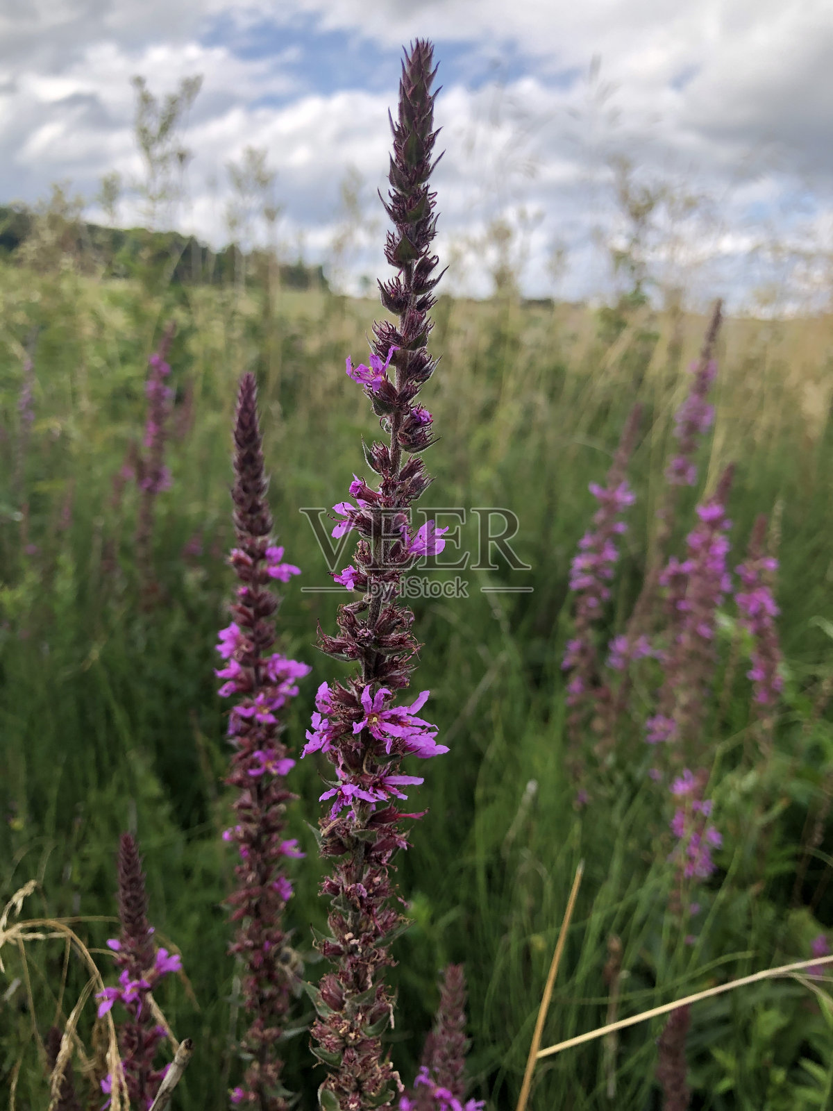 沼地草地上的开花植物照片摄影图片
