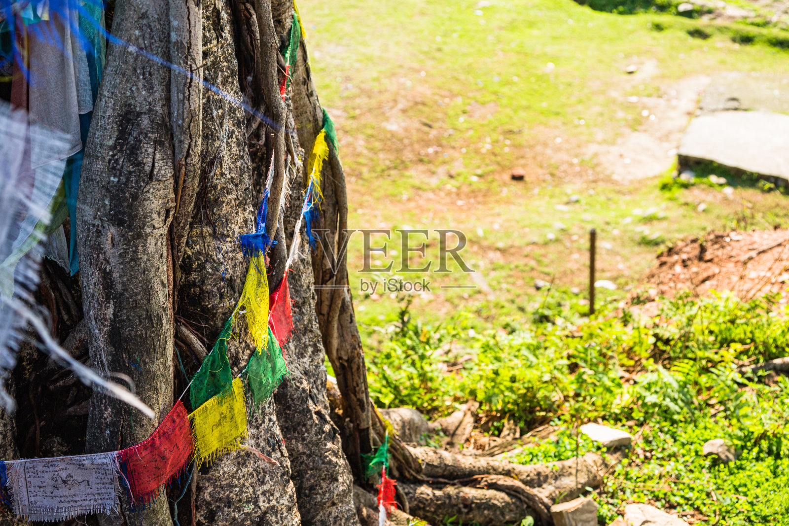 裹在尼泊尔一棵博克拉树上的塔乔照片摄影图片