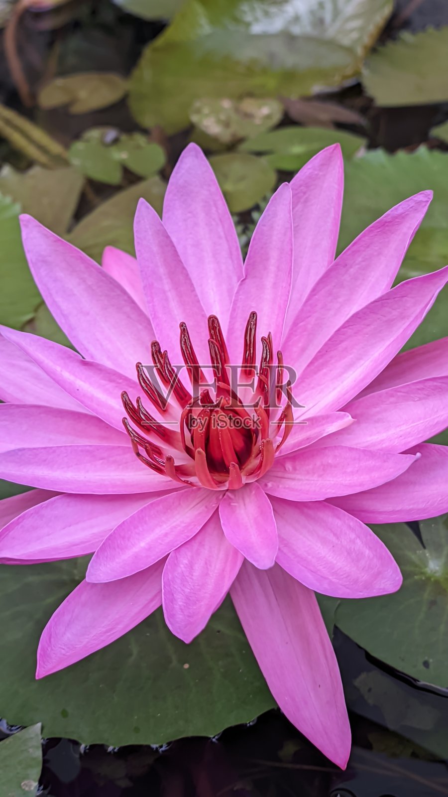 极近距离拍摄，在凉爽的早晨，一朵粉红色的荷花美丽地盛开着照片摄影图片