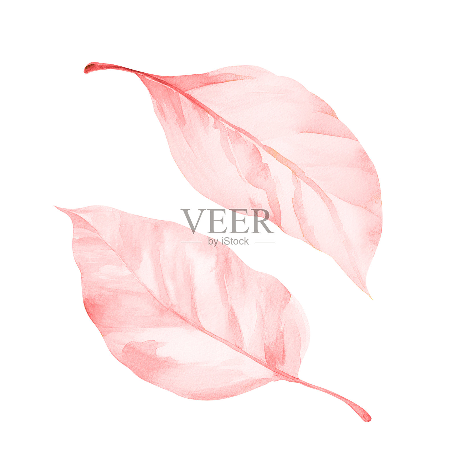 两个粉红色的秋天水彩画树叶孤立在白色的背景组成。植物元素设计。插画图片素材