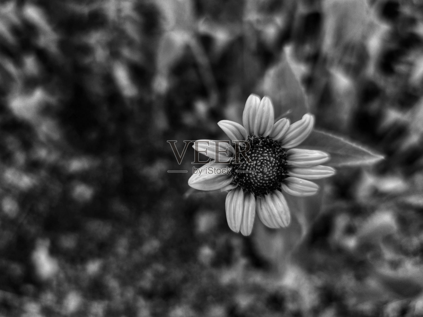 黑白花照片摄影图片