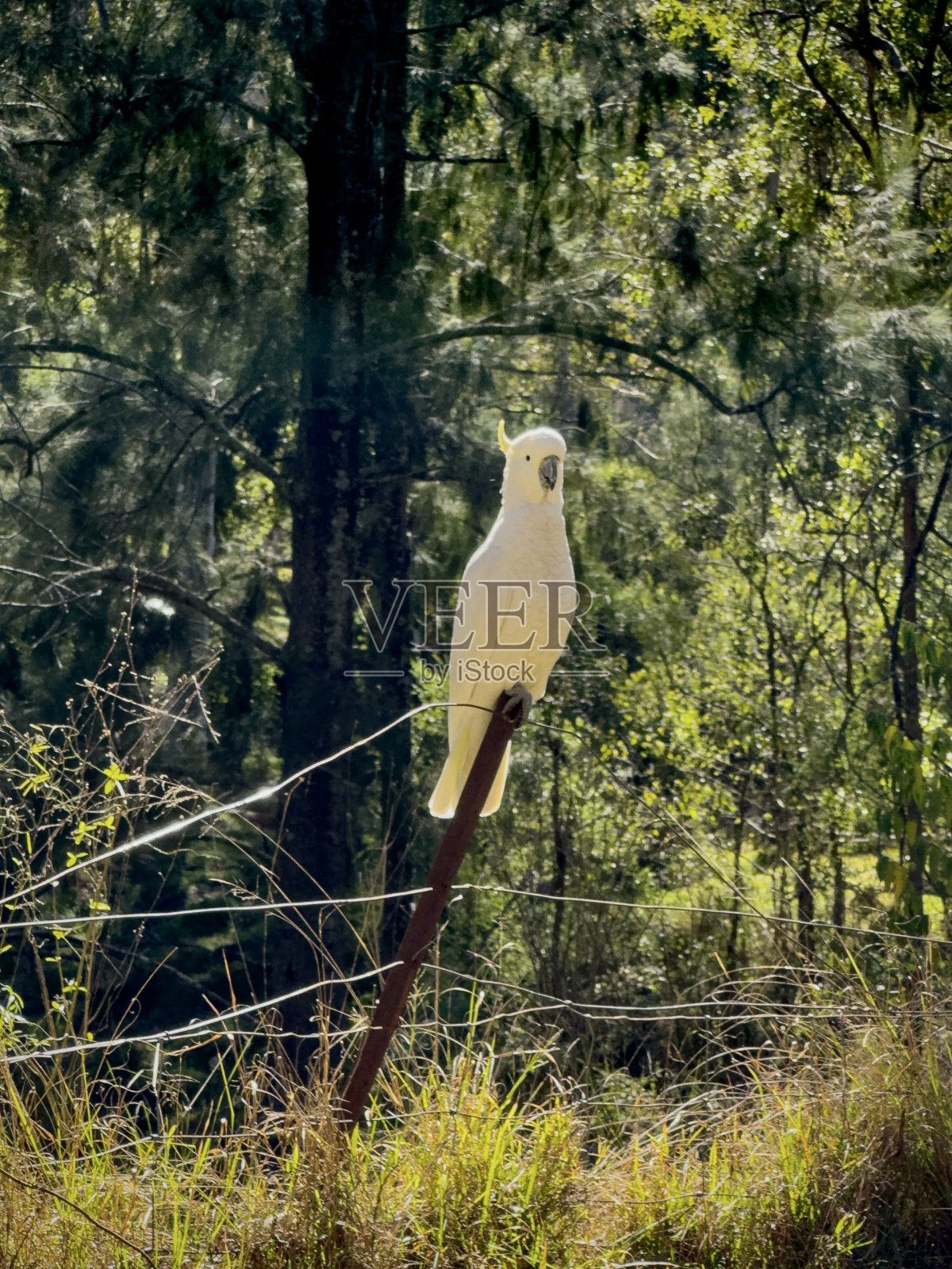 小鹦鹉照片摄影图片