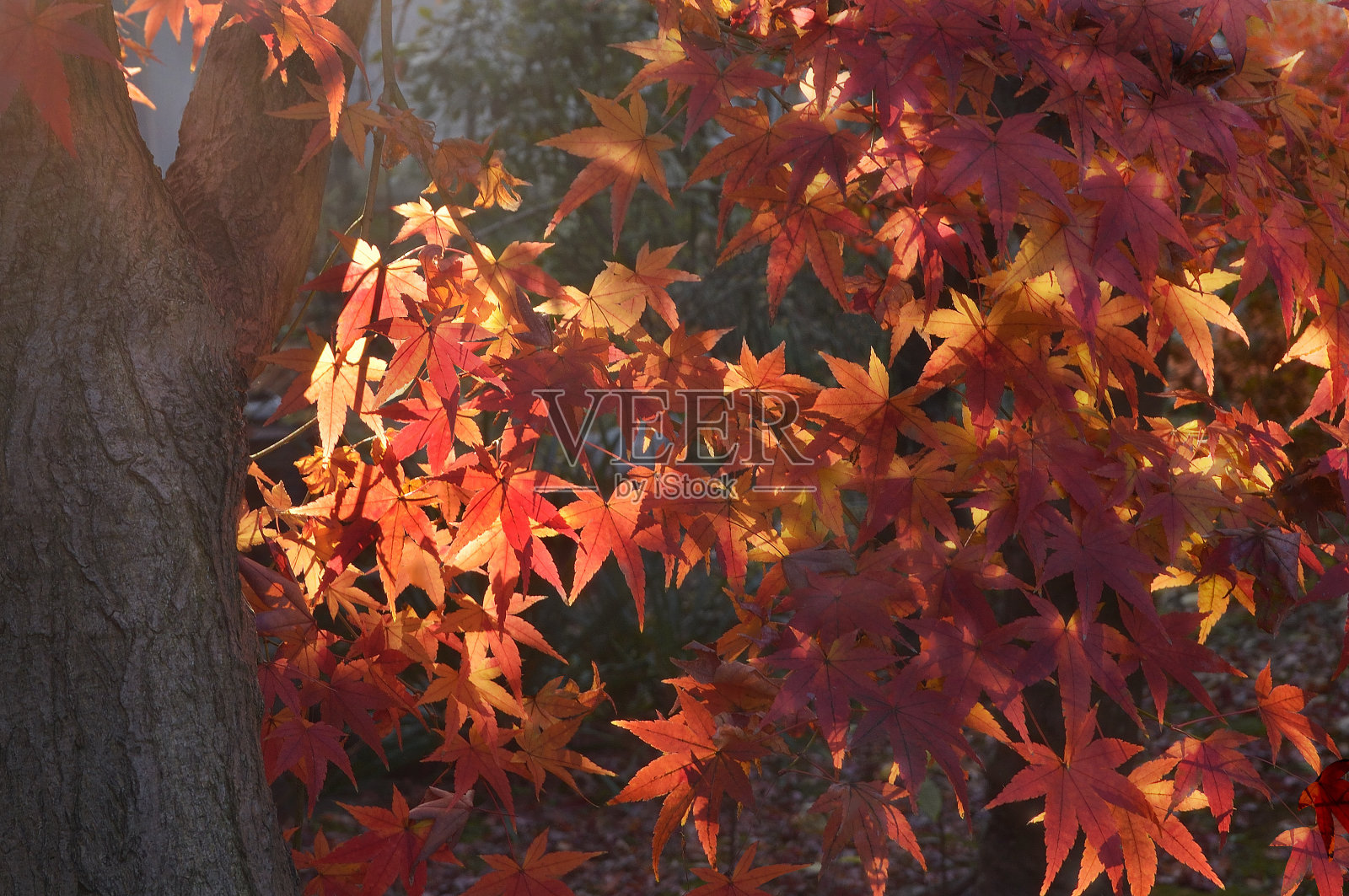 阳光下的秋色枫叶照片摄影图片