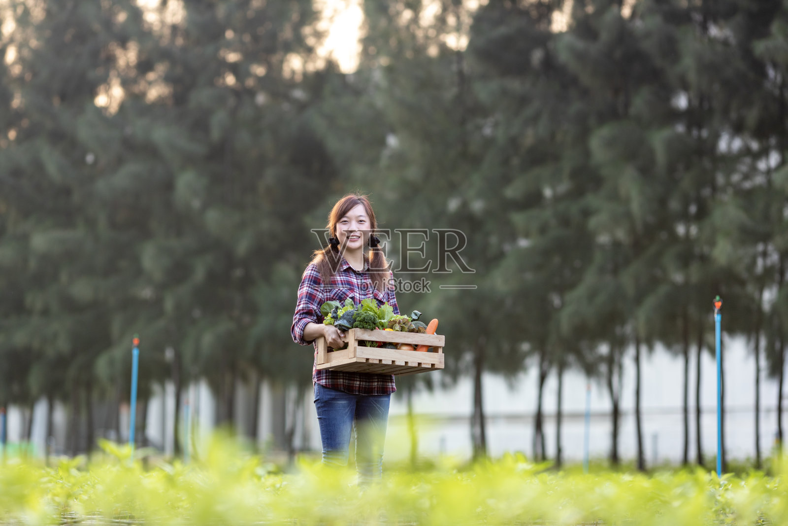 一位亚洲女农民正提着装满新鲜采摘的有机蔬菜的木托盘，在她的花园里收获季节和健康的减肥食品。照片摄影图片