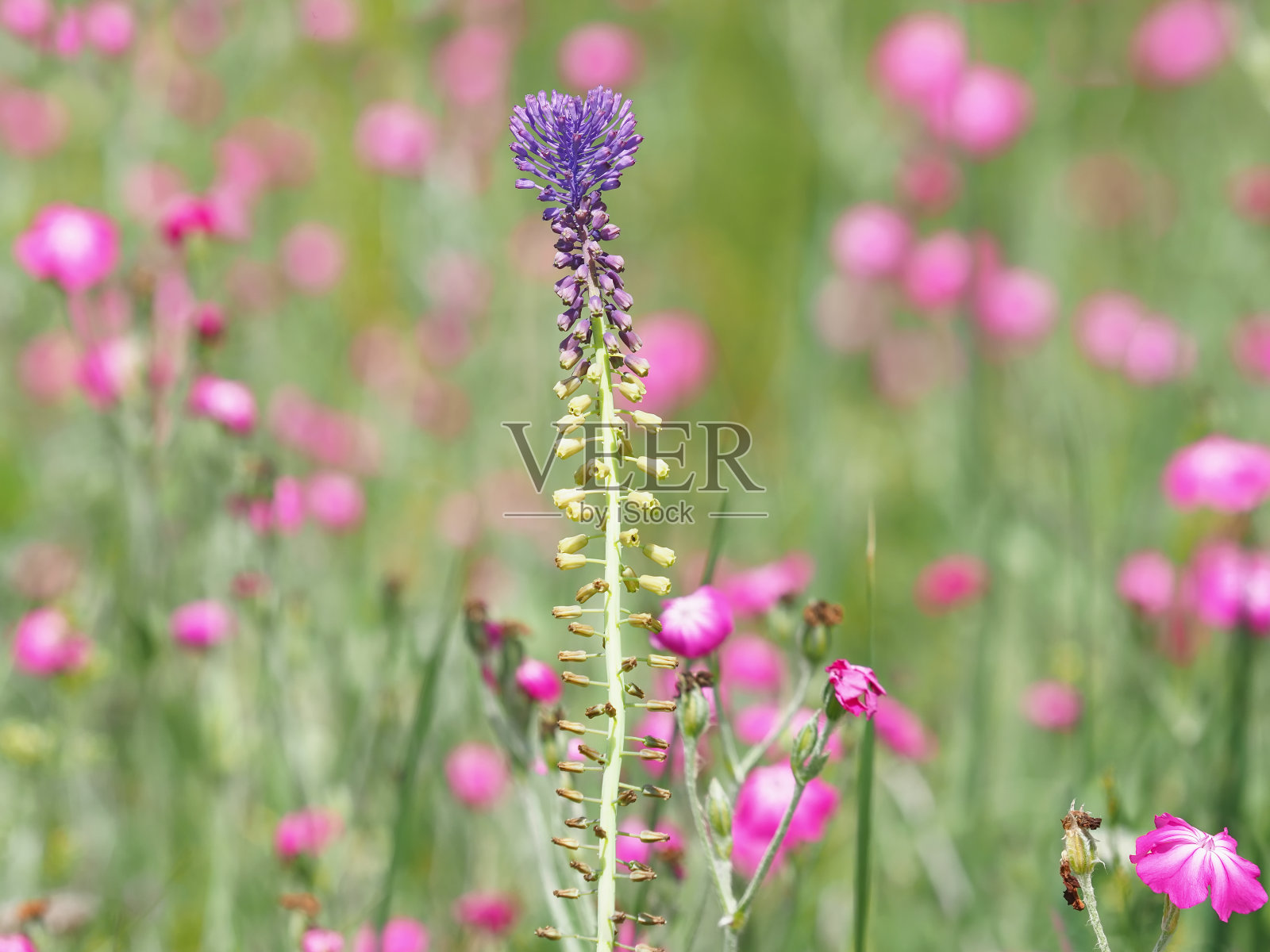 紫色的穗状葡萄风信子植物在粉红色的玫瑰花田照片摄影图片