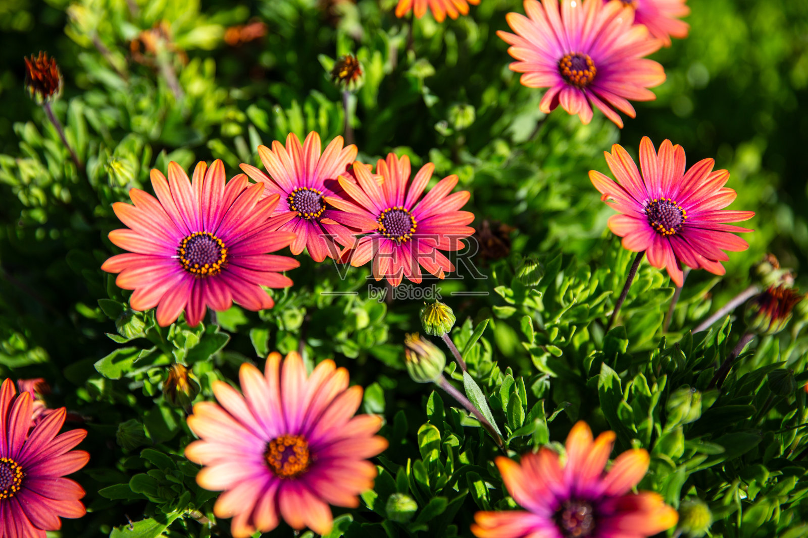 明亮的野生雏菊照片摄影图片