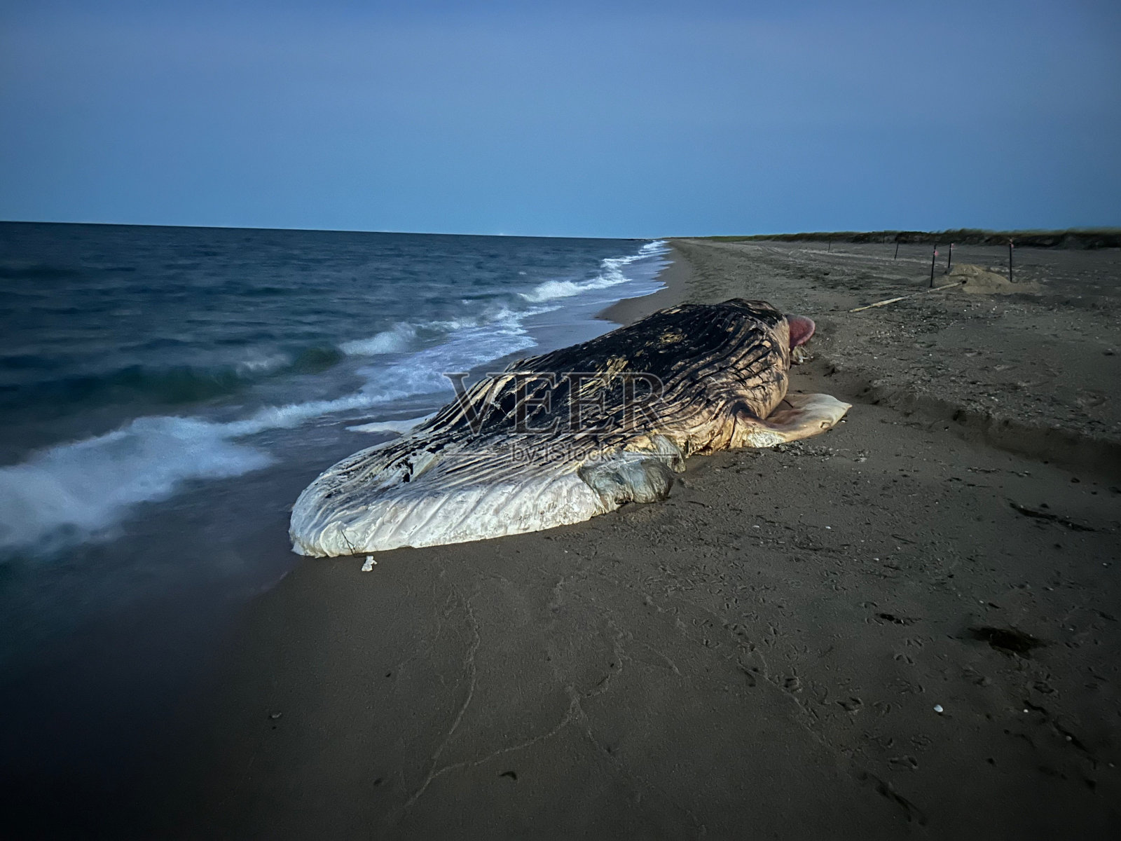 雄伟的蓝鲸躺在沙滩上没有生命照片摄影图片