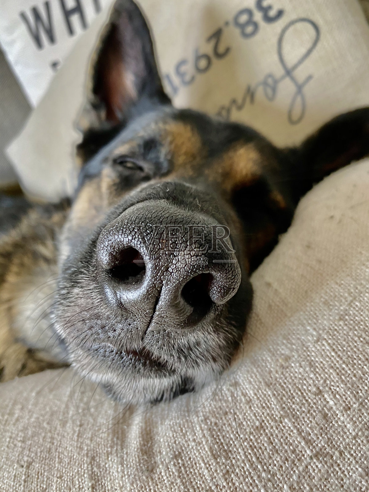 德国牧羊犬睡得很舒服照片摄影图片