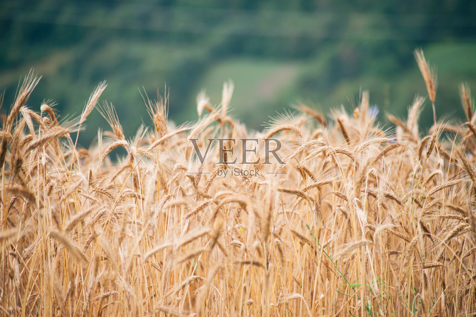 黑麦田的微距拍摄照片摄影图片