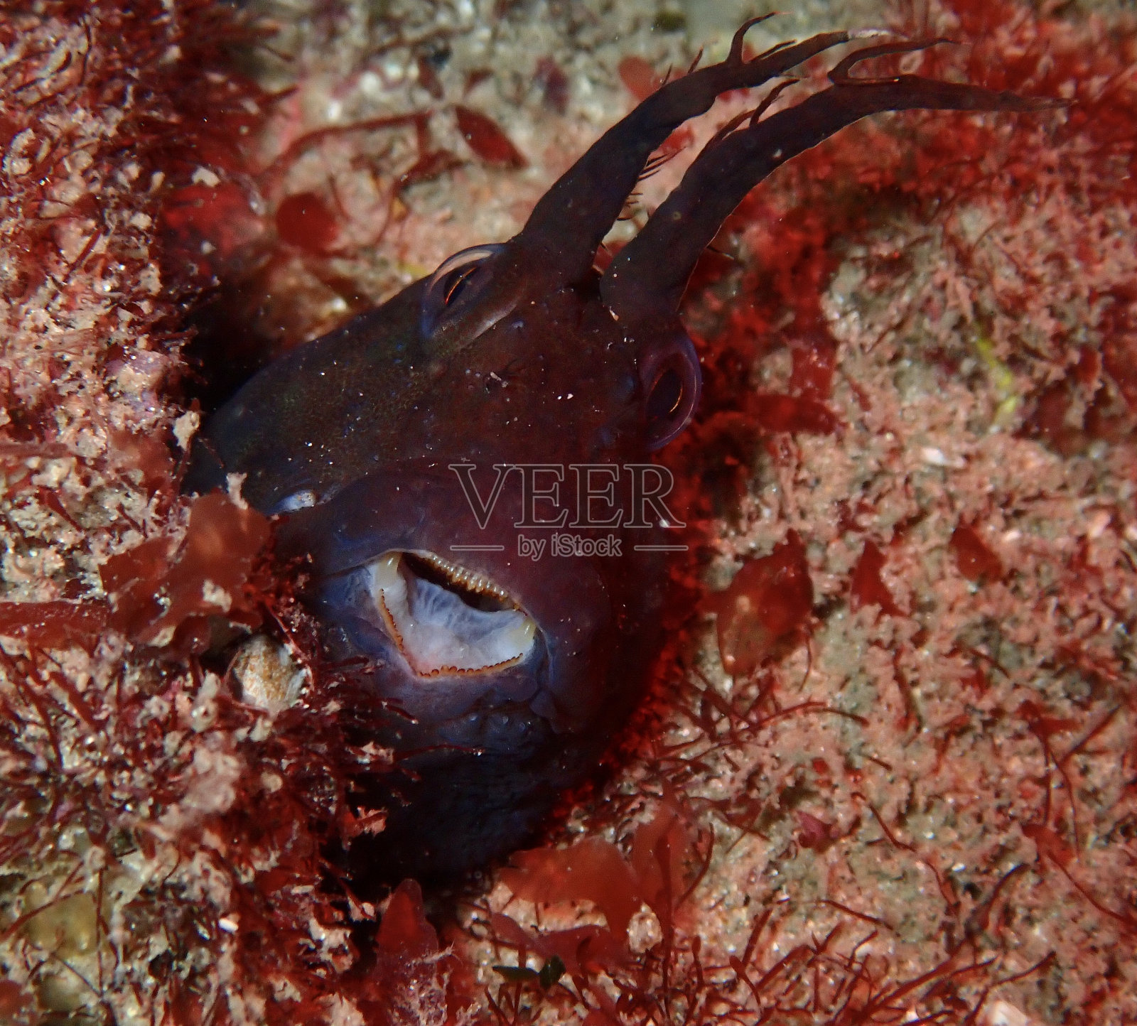 塔斯马尼亚长鳍鱼惊讶的表情照片摄影图片