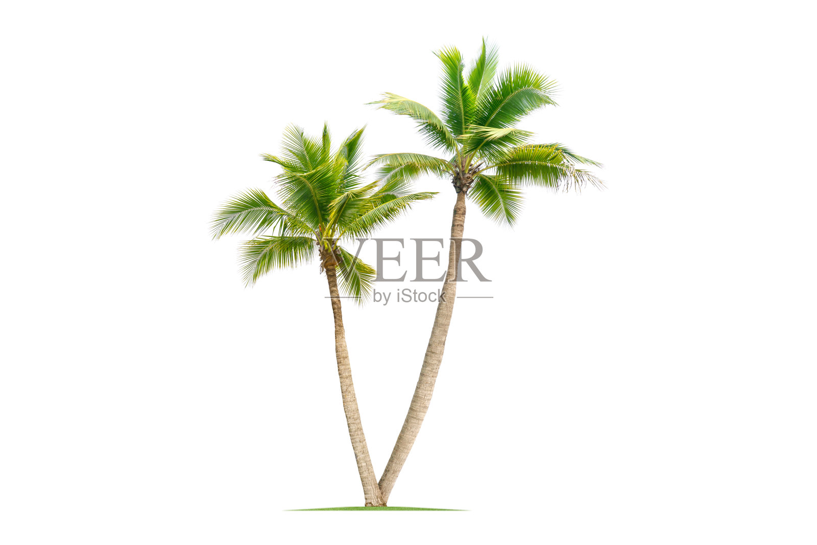 椰子树。照片摄影图片