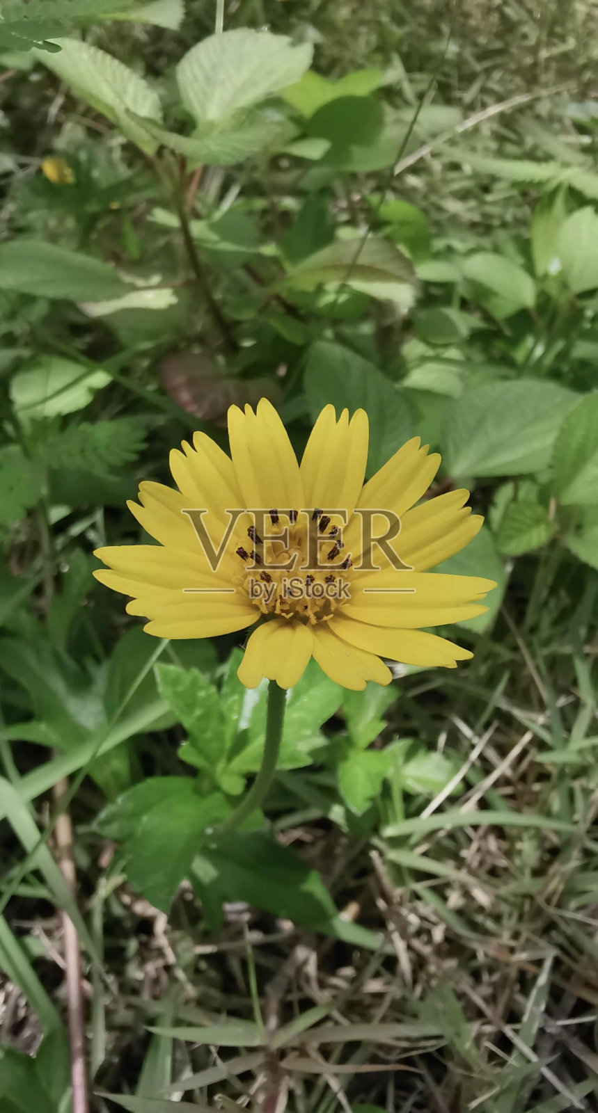 田野中央一朵黄花的照片，草丛中的雏菊，背景模糊。照片摄影图片