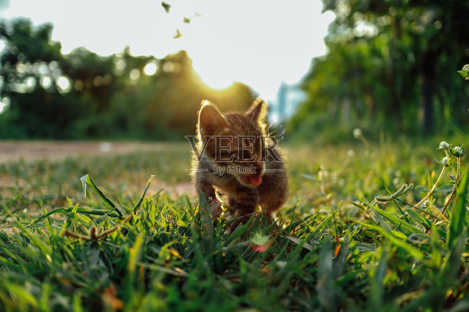 虎斑小猫照片摄影图片