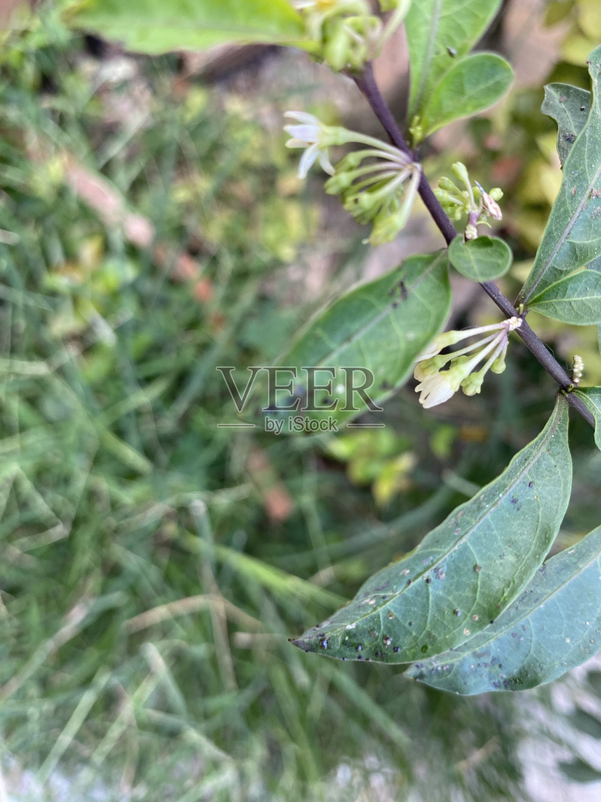 这些植物照片摄影图片