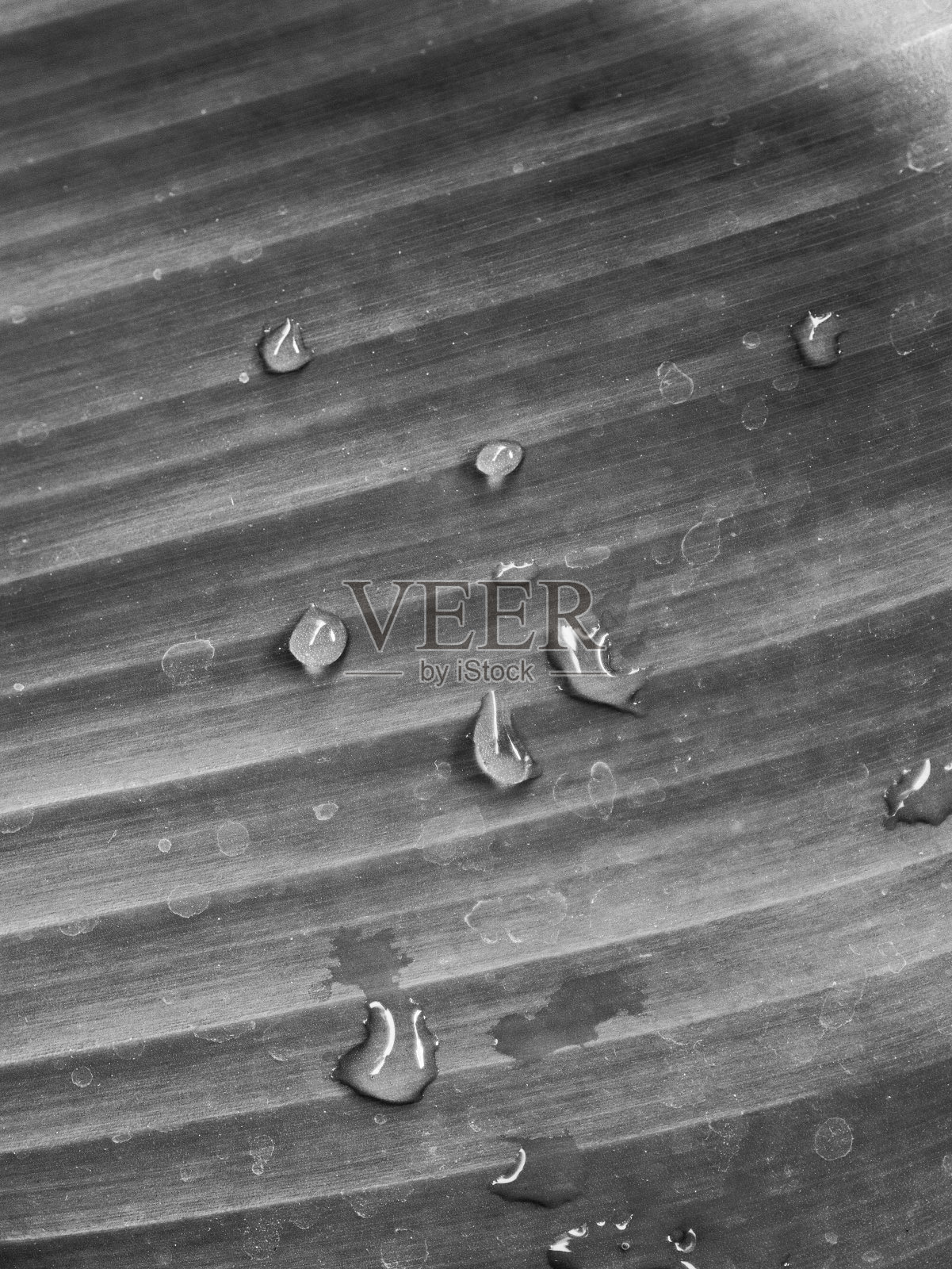 雨水落在香蕉叶上照片摄影图片