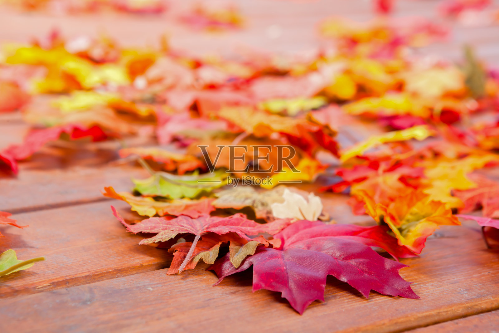 秋天的落叶照片摄影图片