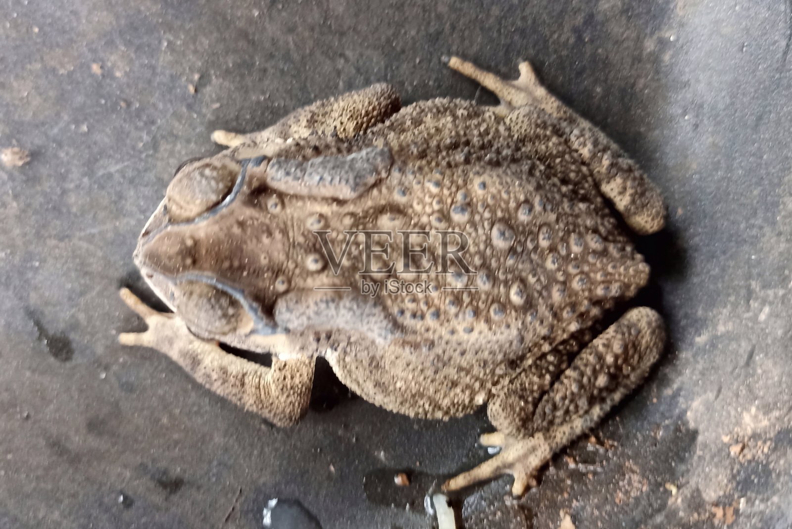 蟾蜍照片摄影图片