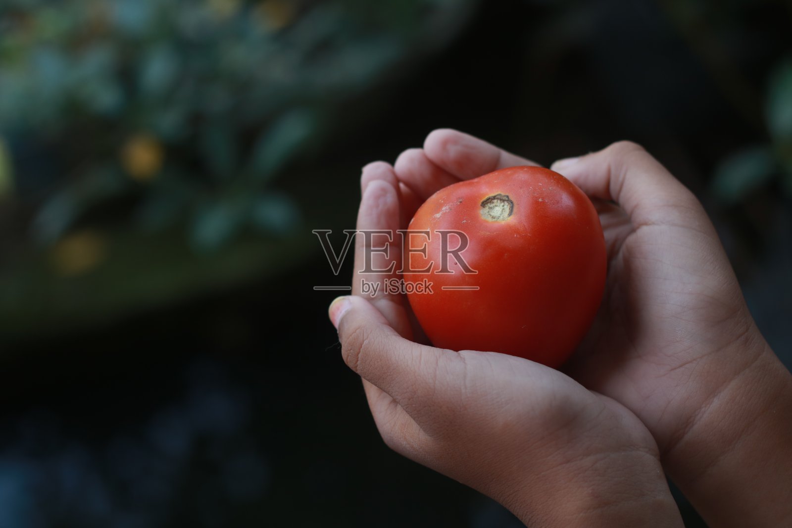 西红柿照片摄影图片