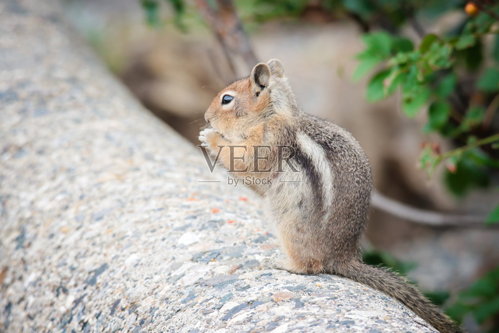 金毛地松鼠照片摄影图片
