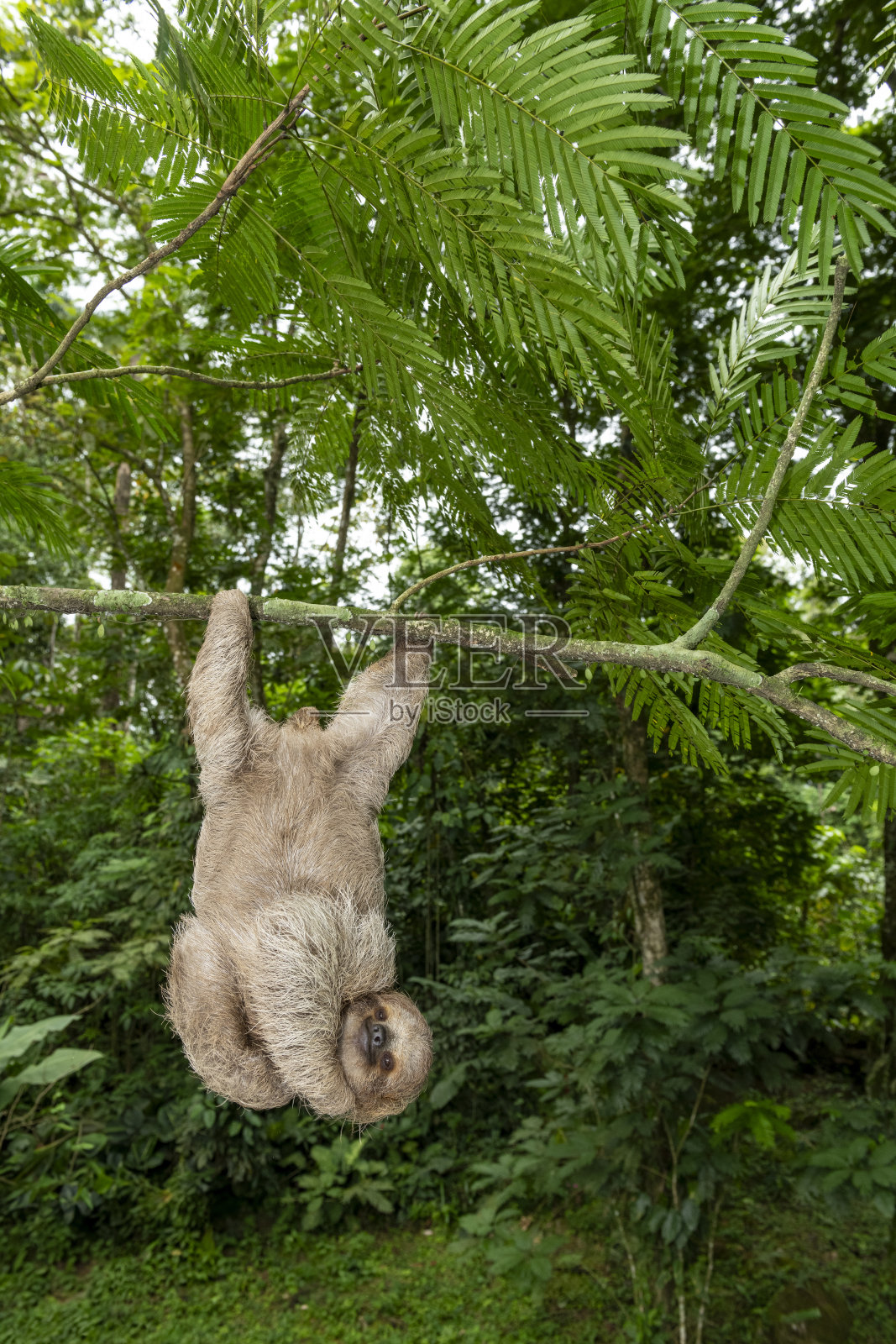 棕喉树懒，三趾树懒，图片照片摄影图片