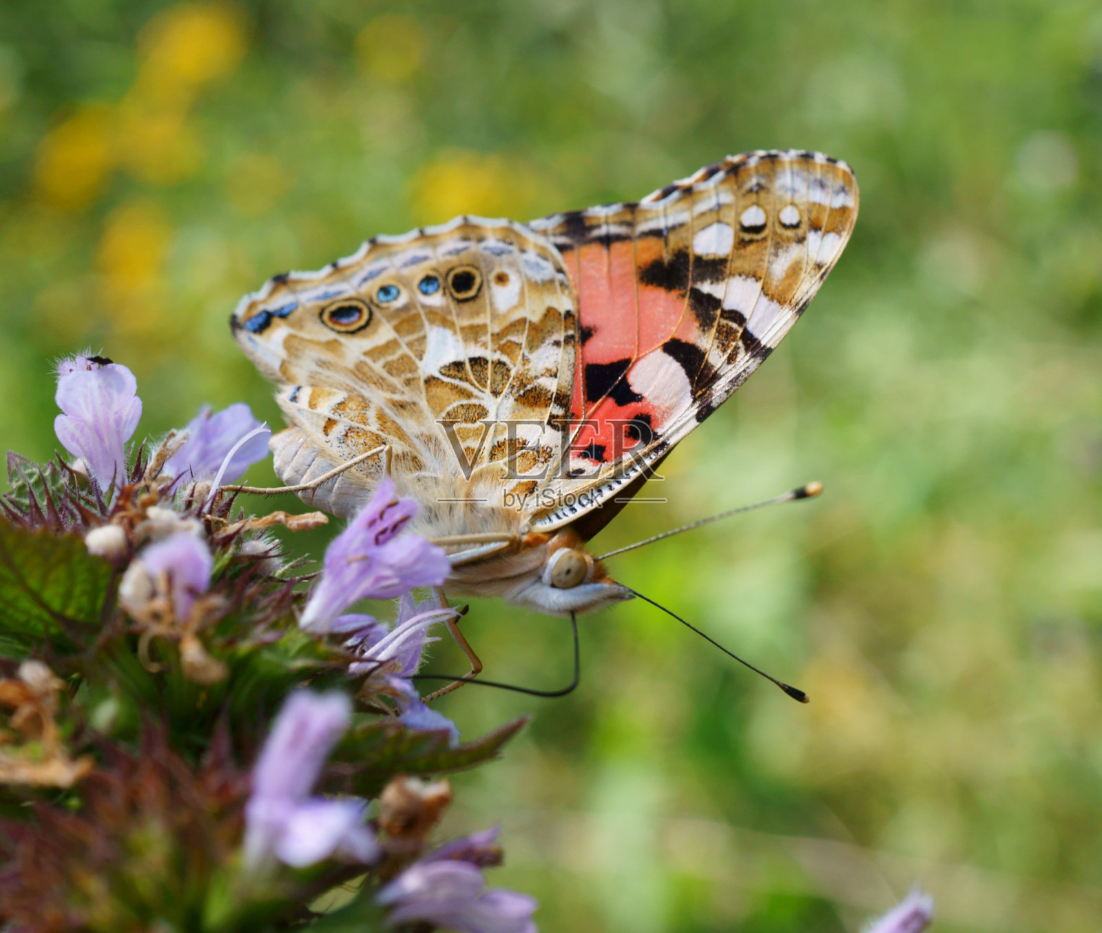 美丽的蝴蝶牛蒡花。照片摄影图片