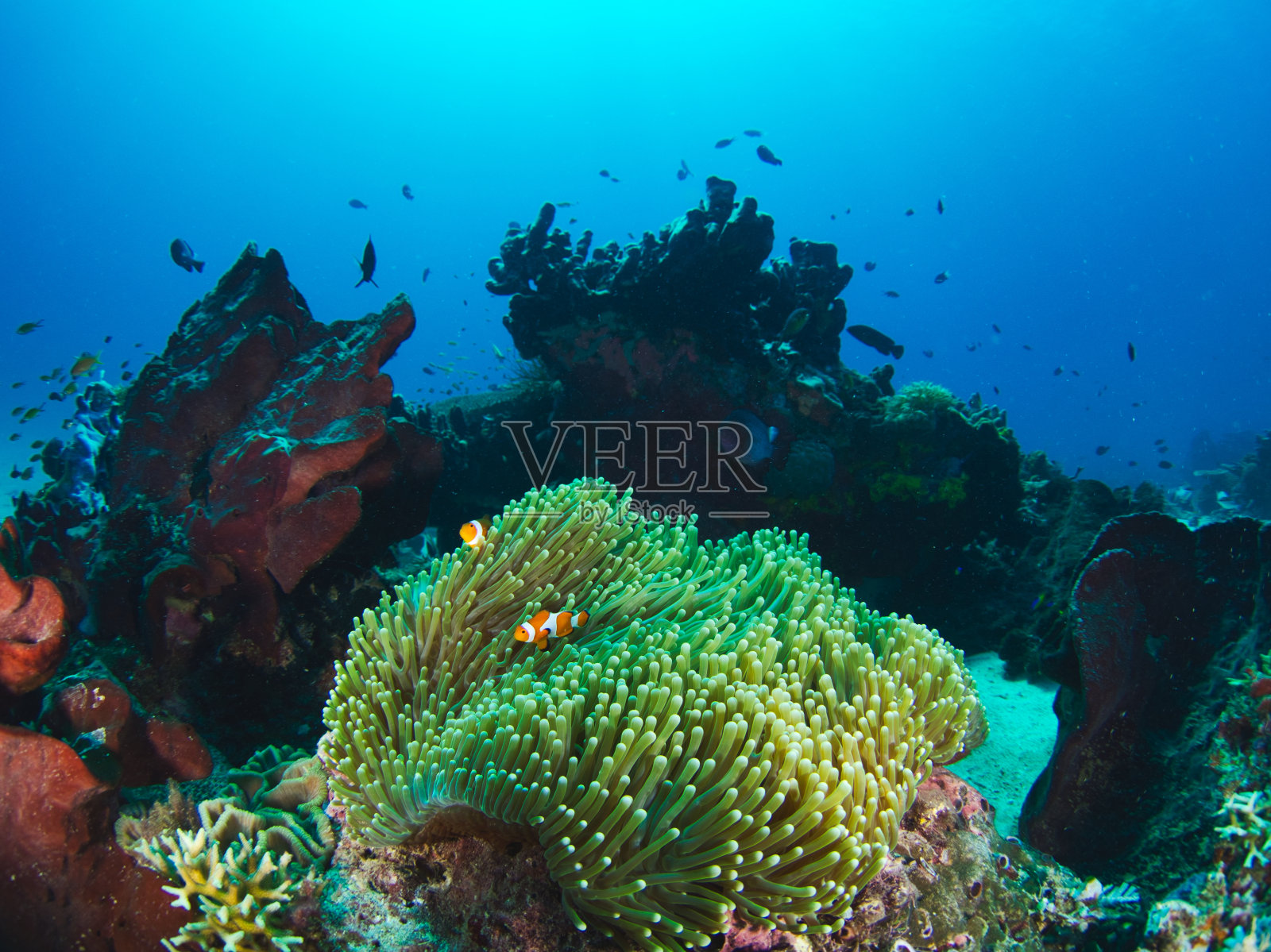 珊瑚礁上的小丑鱼照片摄影图片