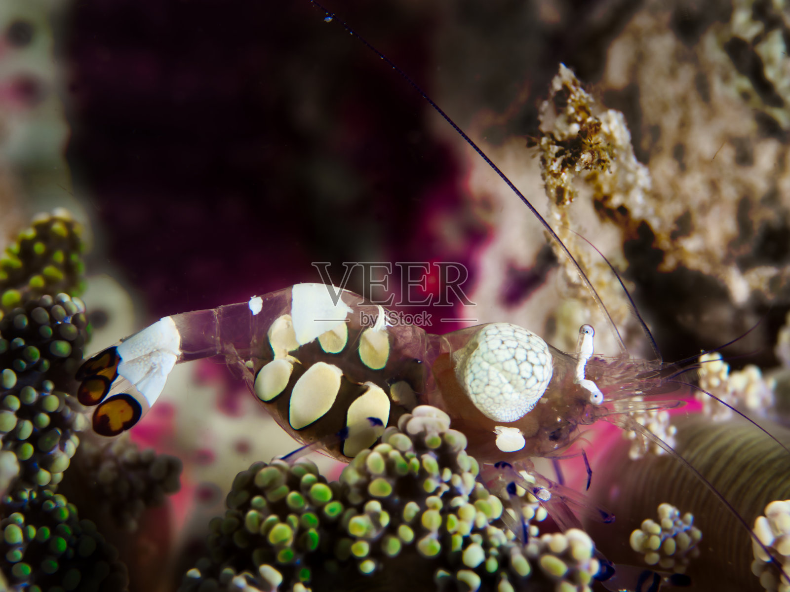 清洁虾照片摄影图片